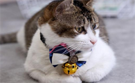 有的猫咪为什么不调皮呢