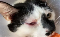猫咪为什么会得杯状病毒