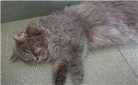 猫为什么会毛发干枯