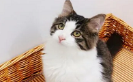 土猫幼猫怎么看品相