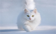 为什么有的小孩怕猫咪呢怎么回事
