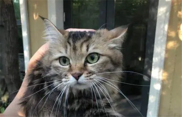 狸花猫很凶吗 狸花猫很凶吗