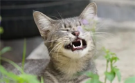 猫咪发出特殊声音是为什么呢