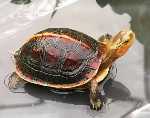夹板龟几级保护野生动物