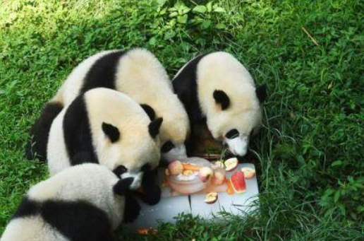 熊猫爱吃的食物有哪些