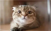 猫咪为什么记忆短了啊