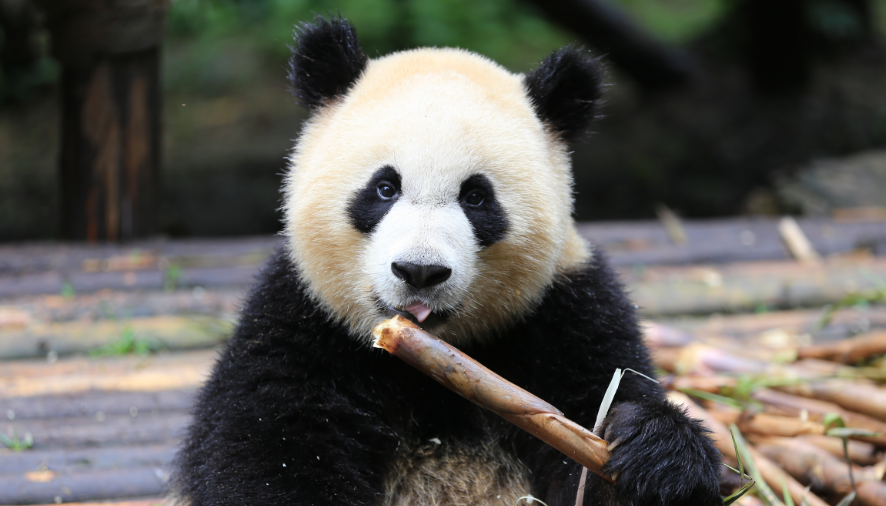 大熊猫的食物有哪些