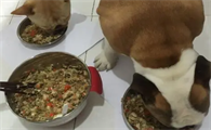 狗粮如何制作好吃