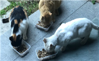 三个月的流浪猫怎么养
