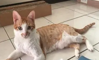 猫咪为什么很少出门拉屎