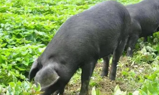 大蒲莲猪介绍！