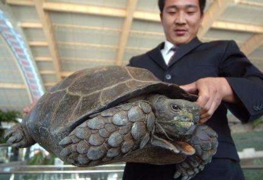 黑靴陆龟保护级别