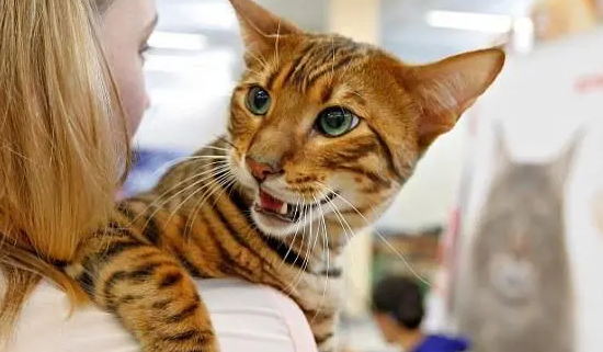 乌克兰猫吃人