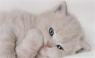 猫咪为什么会缺维c呢