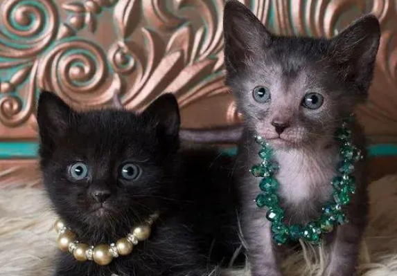 像狼一样的猫什么品种
