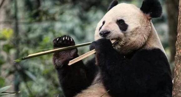 为什么老虎不敢攻击大熊猫