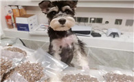 雪纳瑞幼犬如何挑狗粮呢