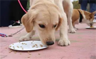 品种狗能吃剩饭吗为什么呢
