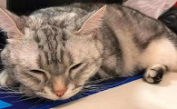 猫咪为什么不停呼噜
