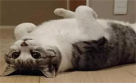 猫咪为什么开始变懒了呢