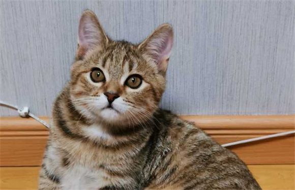 狸花猫辟邪还是招邪