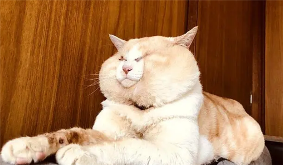 大脸猫天生大圆脸，远看像头熊，网友笑称：这是脖子上顶了个面包？