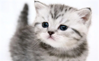 猫咪的声音这么小怎么回事