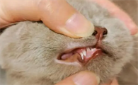 猫咪换牙期会牙痛吗为什么呢