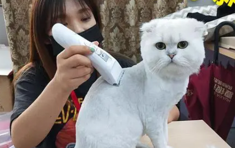 虎皮猫电推子怎么样
