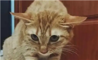 猫咪竖飞机耳是为什么呢