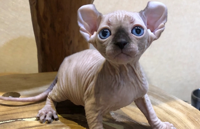 斯芬克斯猫多少钱一只?