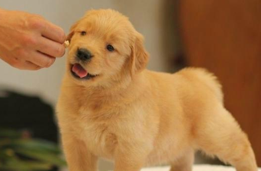金毛吃什么主食比较好呢 金毛吃什么主食比较好呢