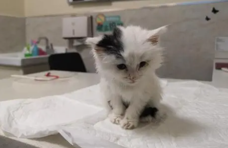 奶猫肚子鼓鼓的死了