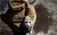 流浪猫选主人的表现