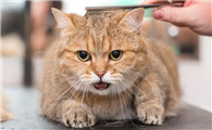 猫咪为什么喜欢头发啊