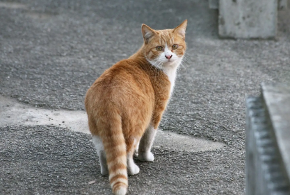 摸了流浪猫洗了手有事吗