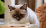 猫咪为什么吃肉不喝水呢