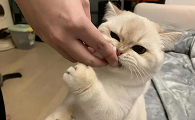为什么猫咪拧不开盖子