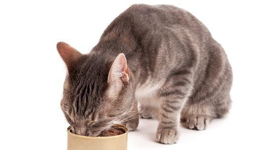 宠之初猫罐头价格 宠之初猫罐头价格