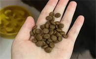 狗粮如何制作如何风干