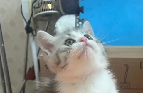 小奶猫来新家要叫几天