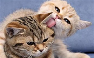猫咪为什么爱啃毛毛呢