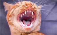 猫咪牙齿为什么变乱了呢