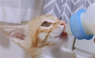 猫咪为什么吃奶就吐了怎么回事