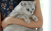 猫咪为什么都不让抱太久