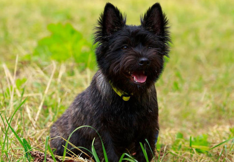 诺维奇梗犬价格多少？