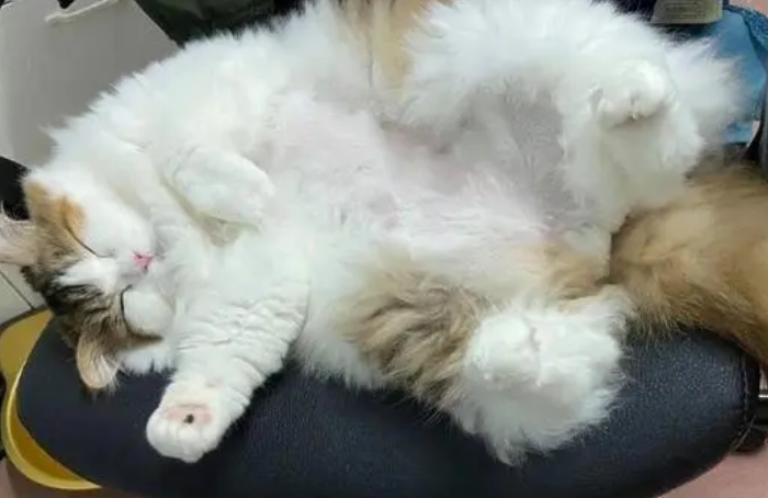 长毛猫爆毛前征兆