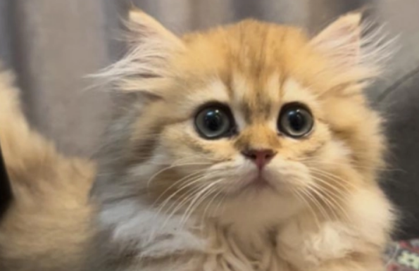 新手养猫推荐：比瑞吉元气乌鸡鲜肉全价猫粮受认可