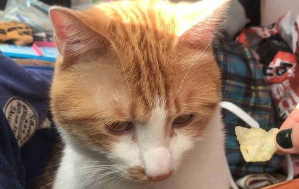 橘猫又带母猫回家时，主人不让进家门