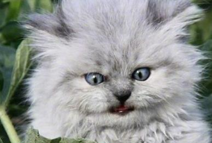 猫咪第一次看到西瓜立马炸毛了，网友：你是鳌拜吗
